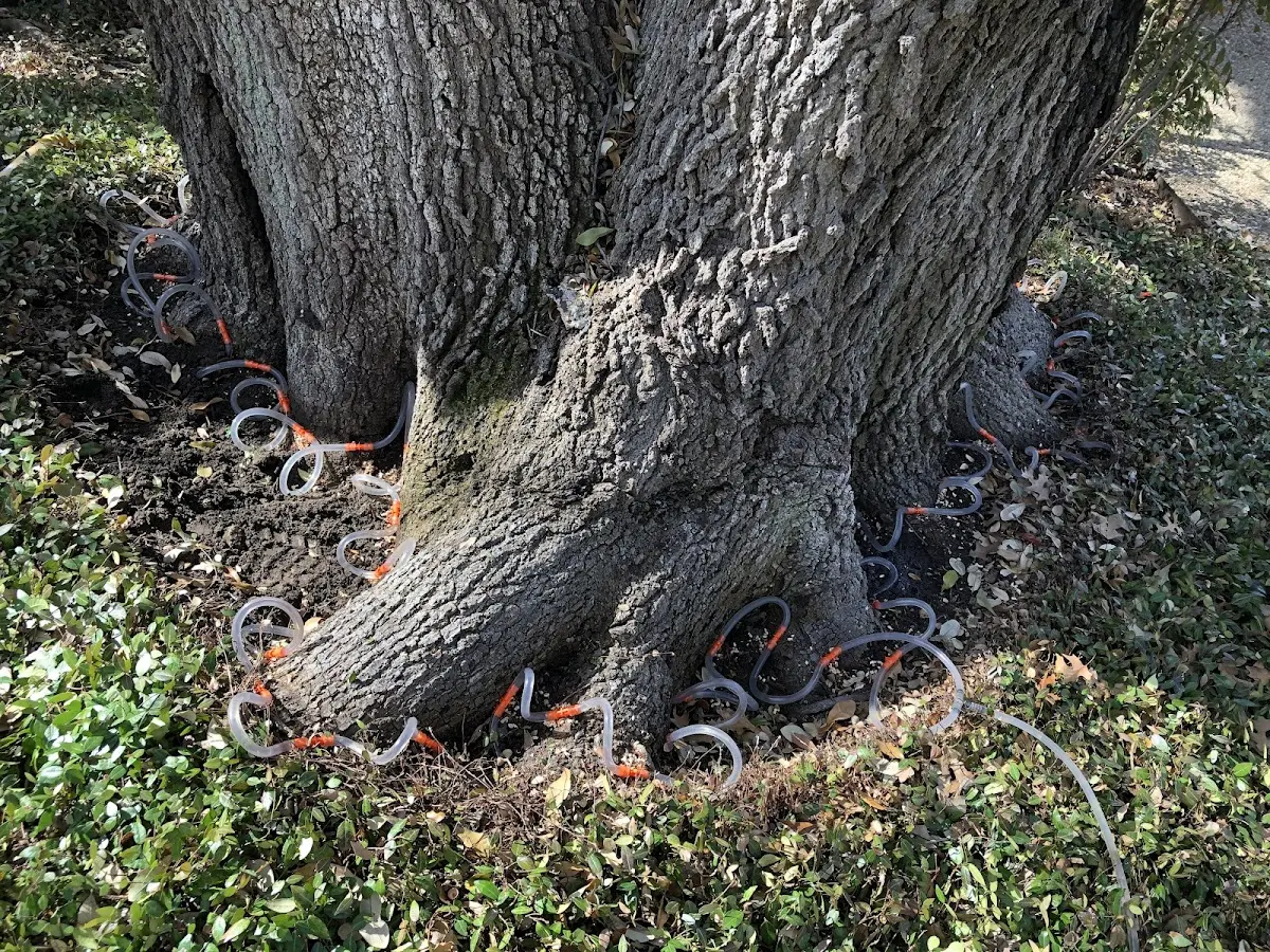 Detailed Tree Cabling and Bracing job site in Royal Center