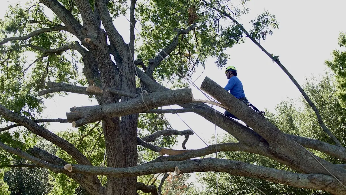 Professional Crown Thinning performed by certified arborists in Royal Center
