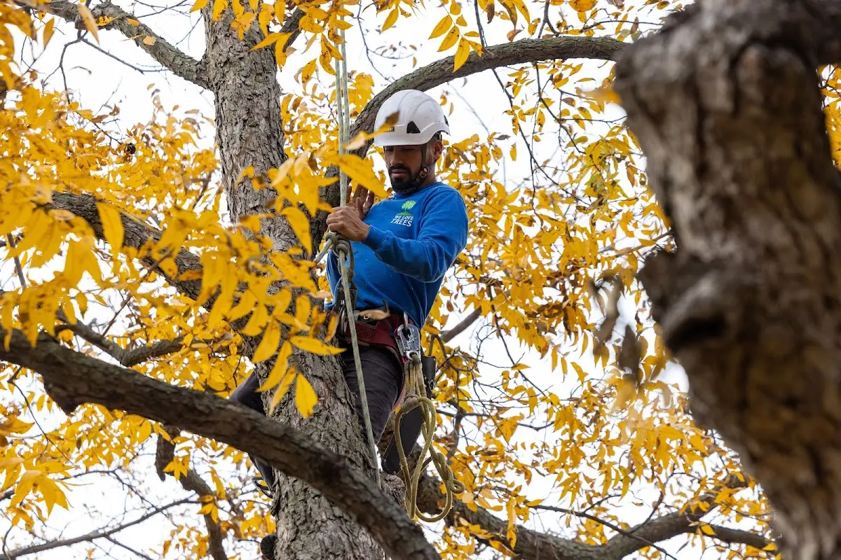 Skilled Tree Planting crew working in Royal Center